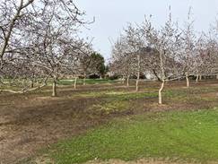 walnut orchard